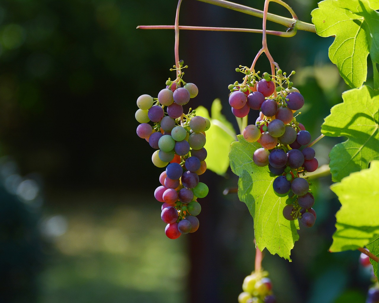 The Magnificence of France's Loire Valley Wine Harvest Festivals